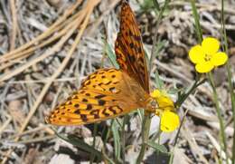 Image of Speyeria coronis halcyone Edwards 1868