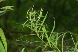 Image de Ceropegia attenuata Hook.