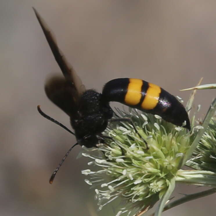 Image of Stizoides tridentatus (Fabricius 1775)