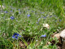 Image of Veronica cuneifolia D. Don