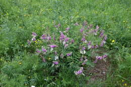 Plancia ëd Hedysarum branthii Trautv. & C. A. Mey.