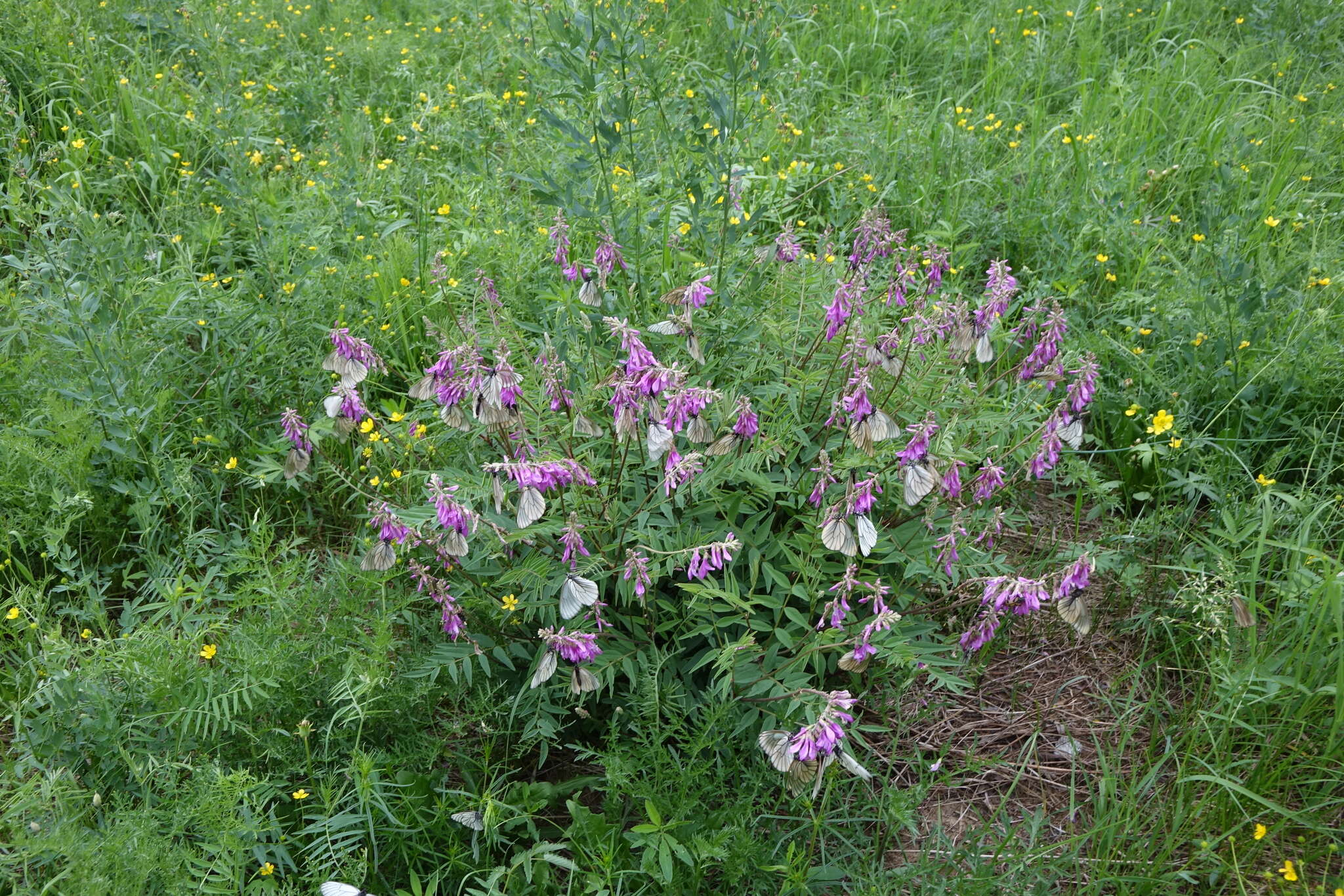 Image of Hedysarum branthii Trautv. & C. A. Mey.