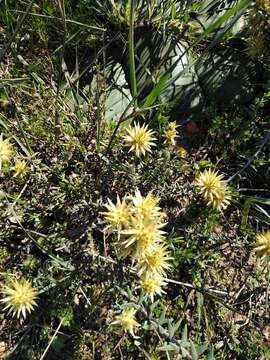 Image of Phylica plumosa var. plumosa