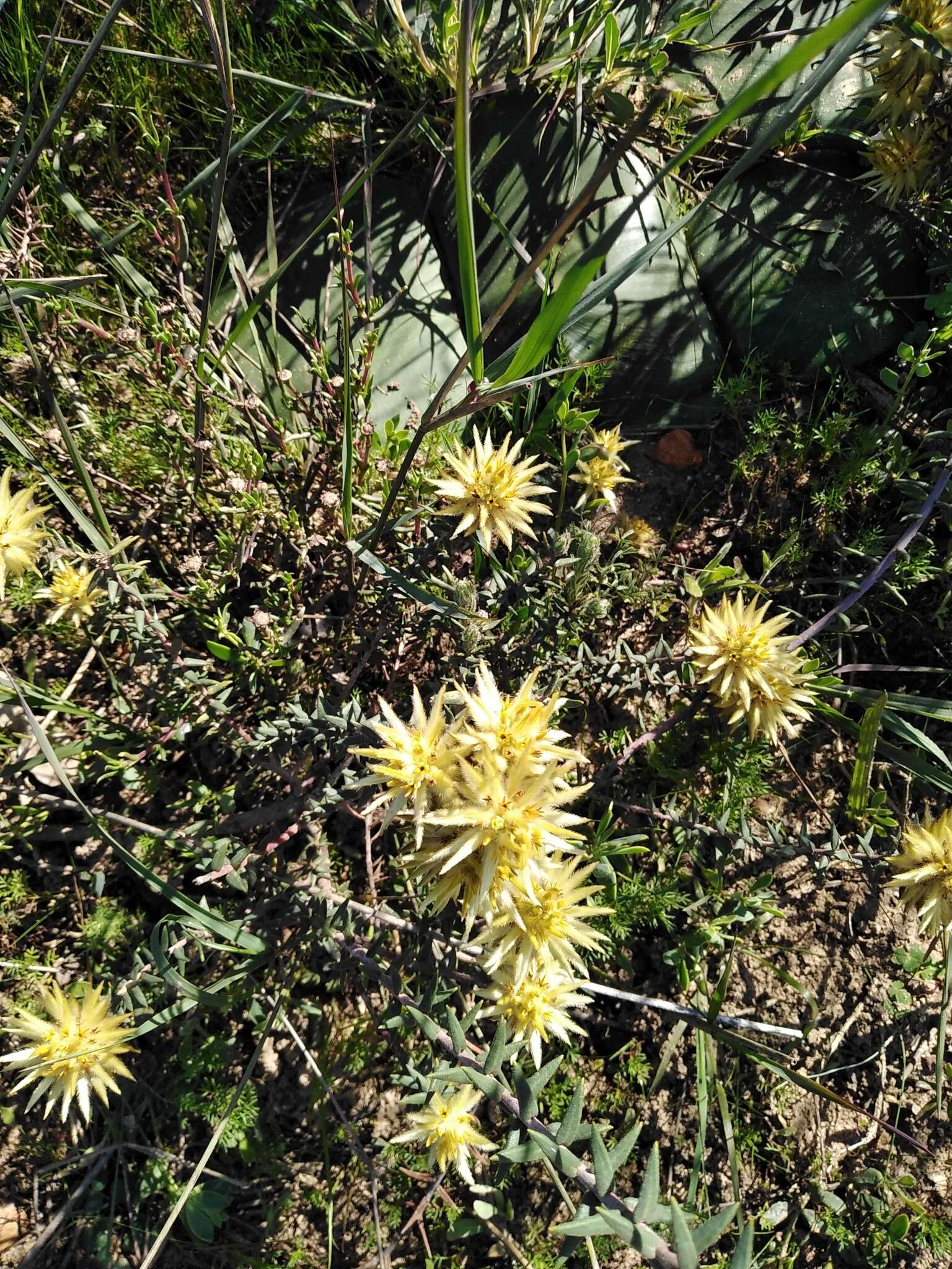 Слика од Phylica plumosa var. plumosa