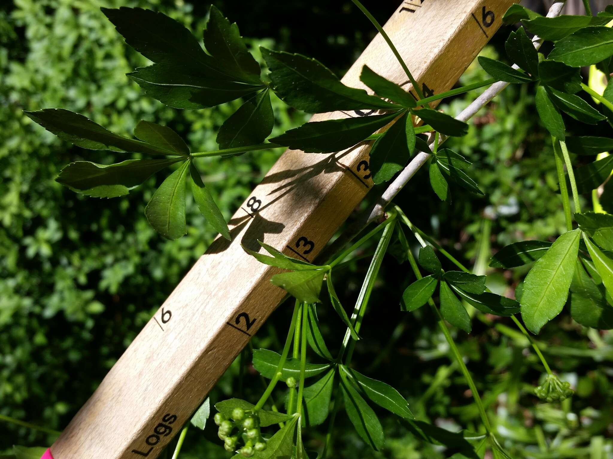 Image of Fiveleaf aralia