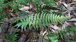 Image de Dryopteris decipiens (Hook.) O. Kuntze