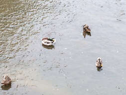 Image of Common Mallard