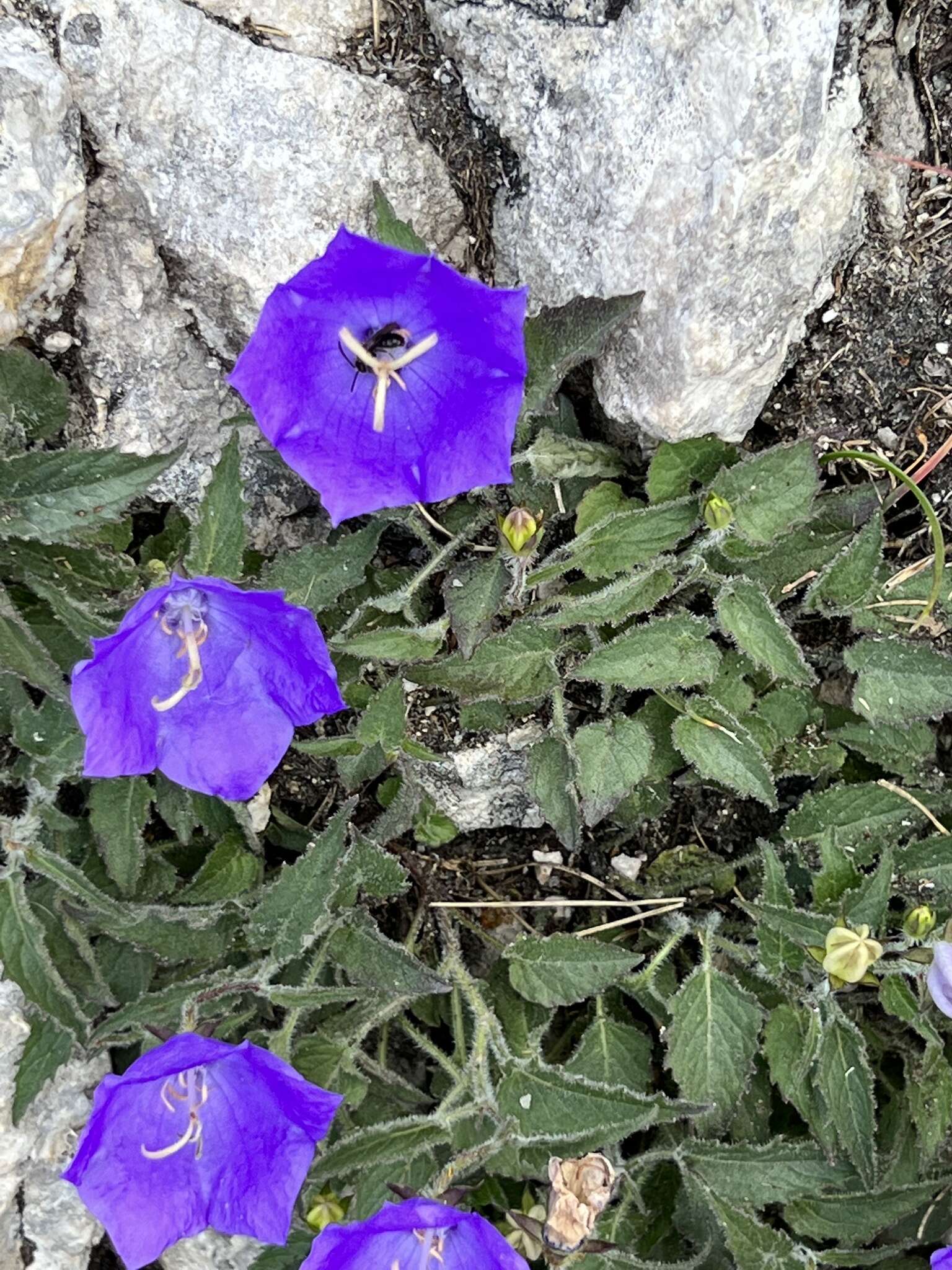 Image of tussock bellflower