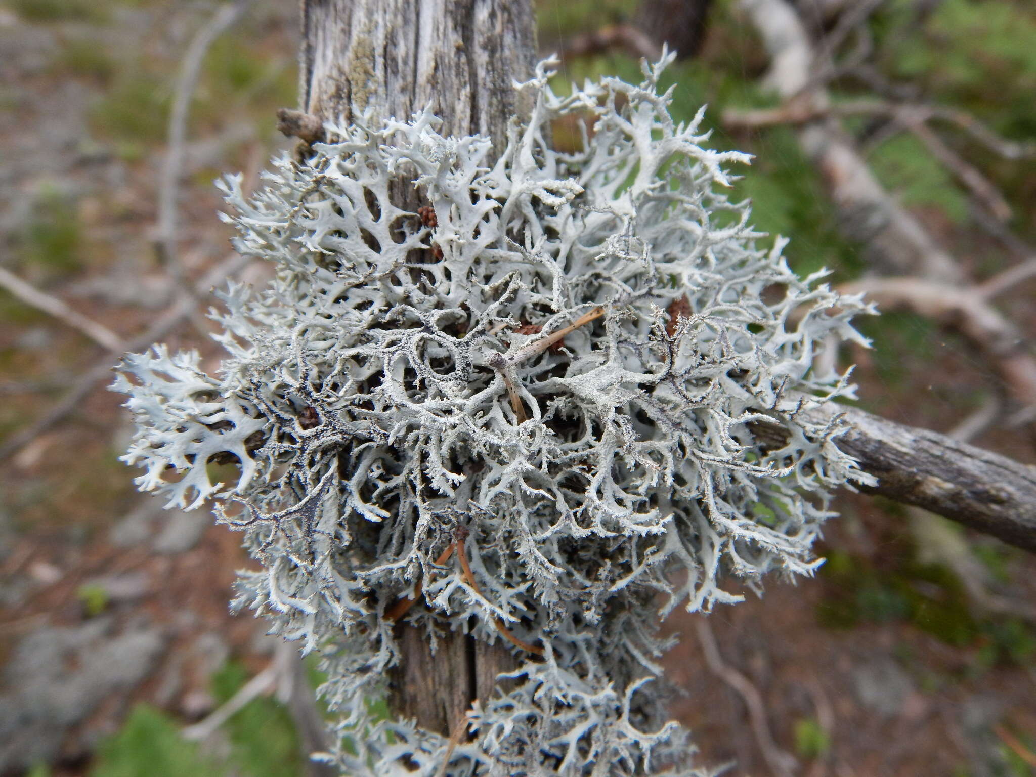 Image of light and dark lichen