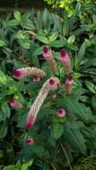 Imagem de Celosia spicata (Thou.) Spreng.