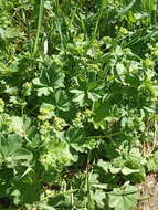 Image of Alchemilla devestiens Juz.