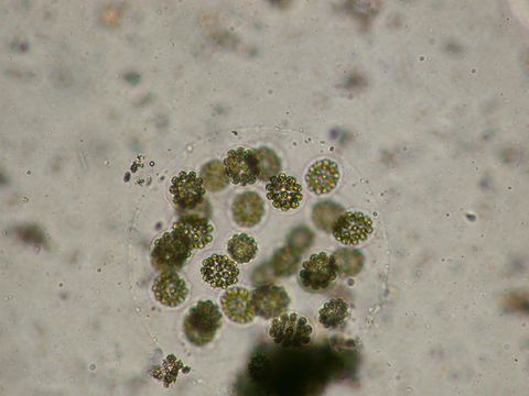Image of Eudorina