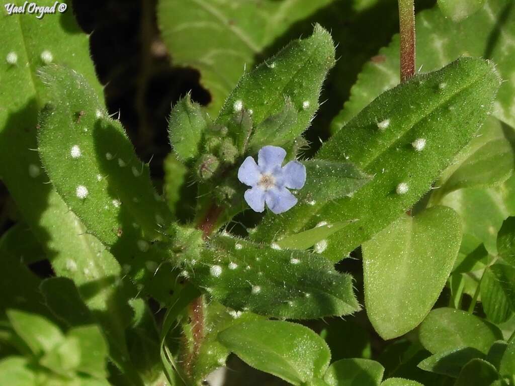 Image of Melanortocarya obtusifolia (Willd.) Selvi, Bigazzi, Hilger & Papini