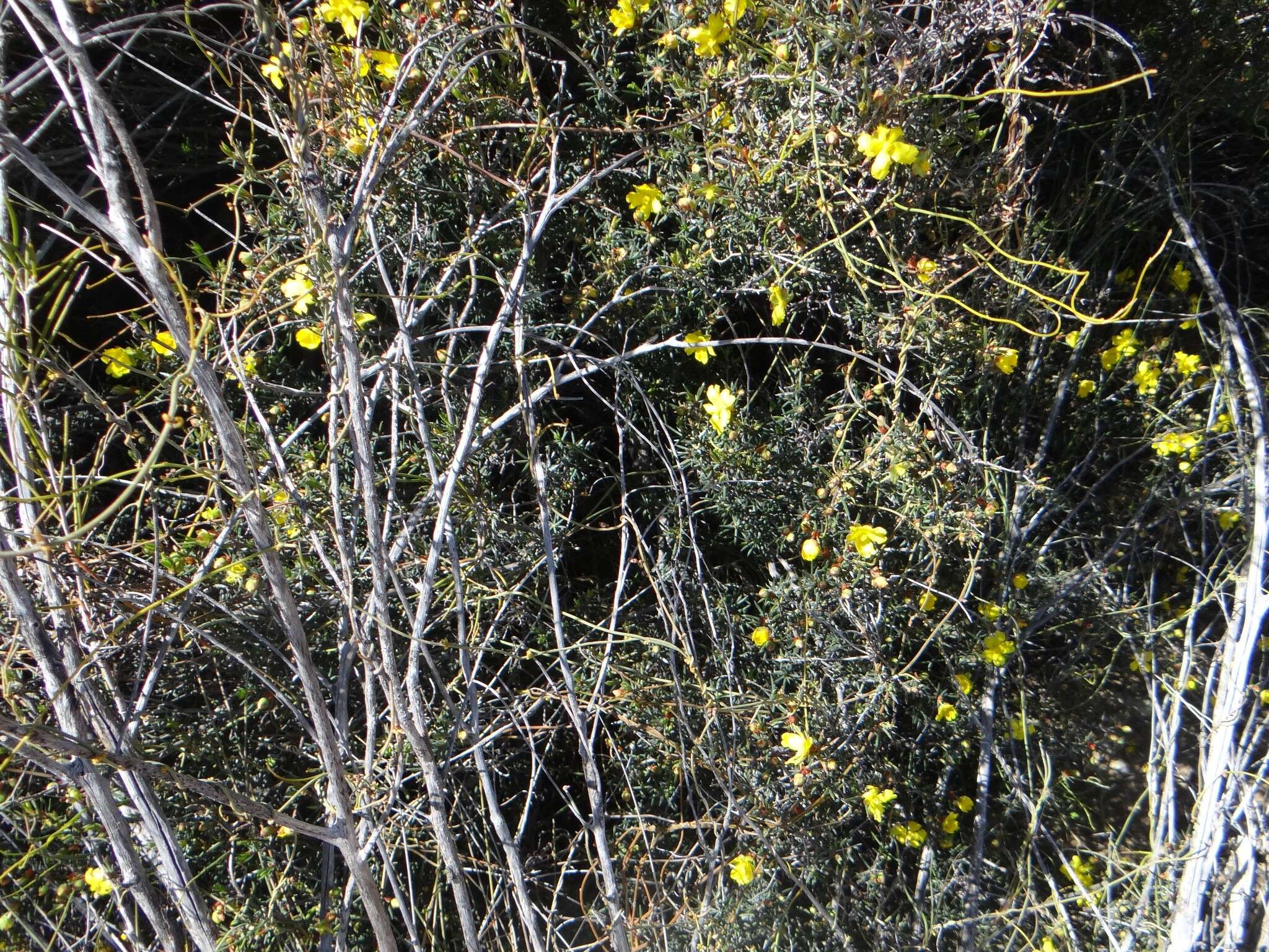 Image of Hibbertia exasperata (Steudel) Briq.