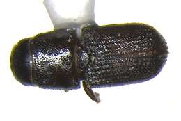 Image of Southern Pine Beetle