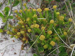 Crassula flava L. resmi