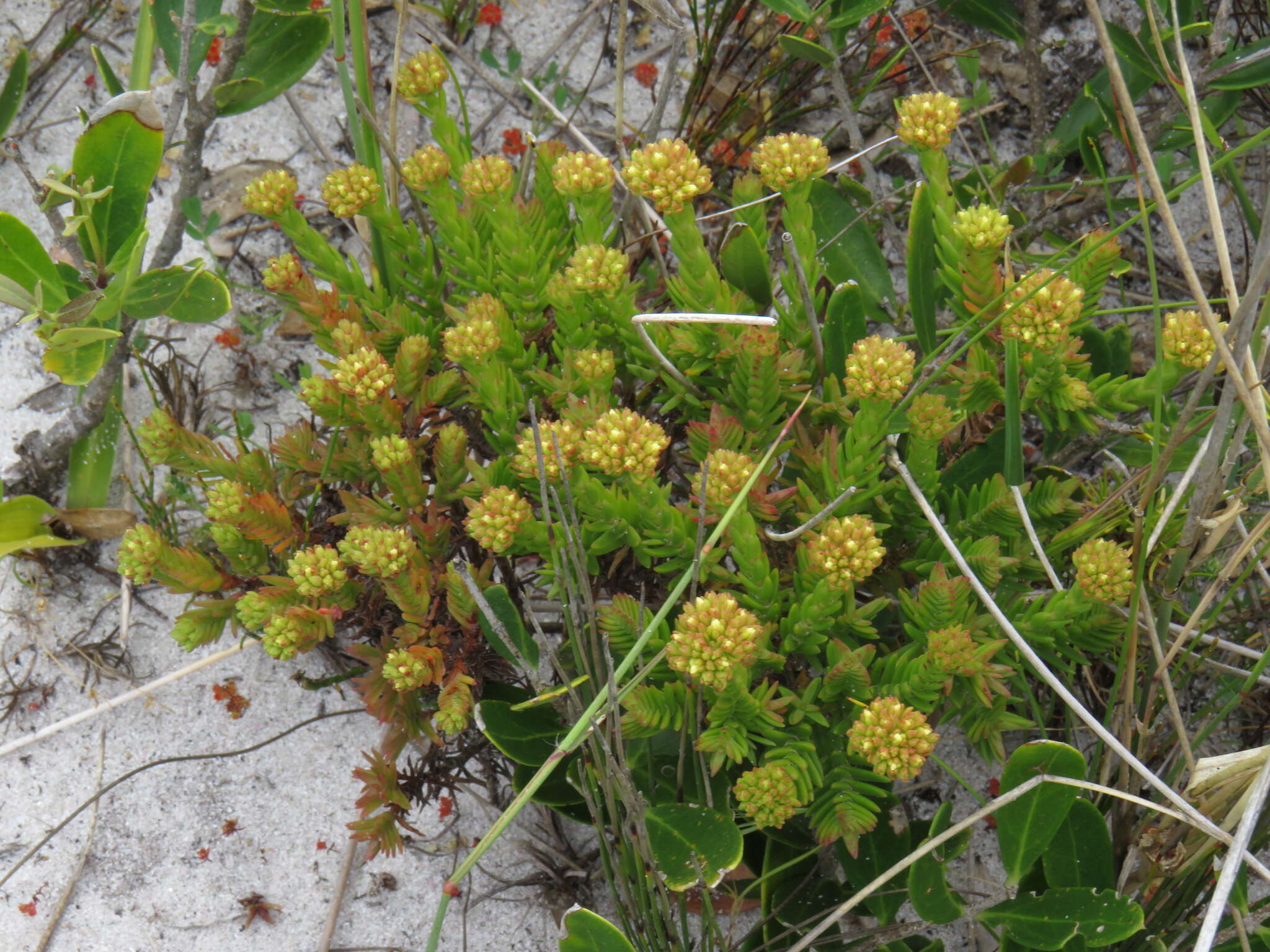 Crassula flava L. resmi