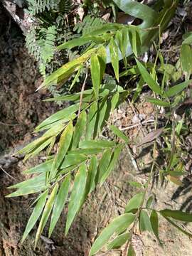 Imagem de Ichnanthus pallens (Sw.) Munro ex Benth.