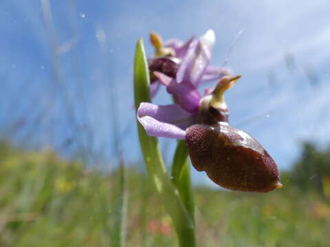 Image of Ophrys sphegodes subsp. aveyronensis J. J. Wood