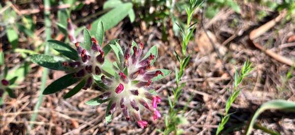 Image of Anthyllis vulneraria subsp. rubriflora (DC.) Arcang.