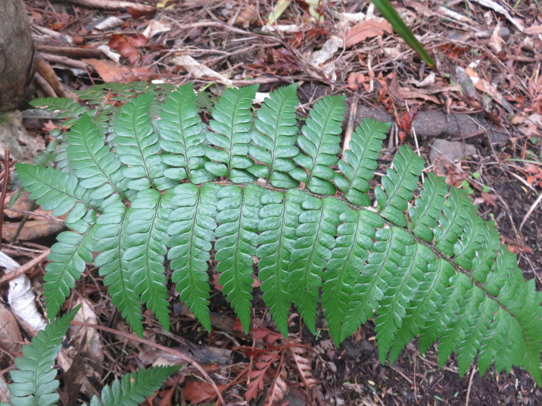 Image de Polystichum wawranum (Szyszyl.) Perrie