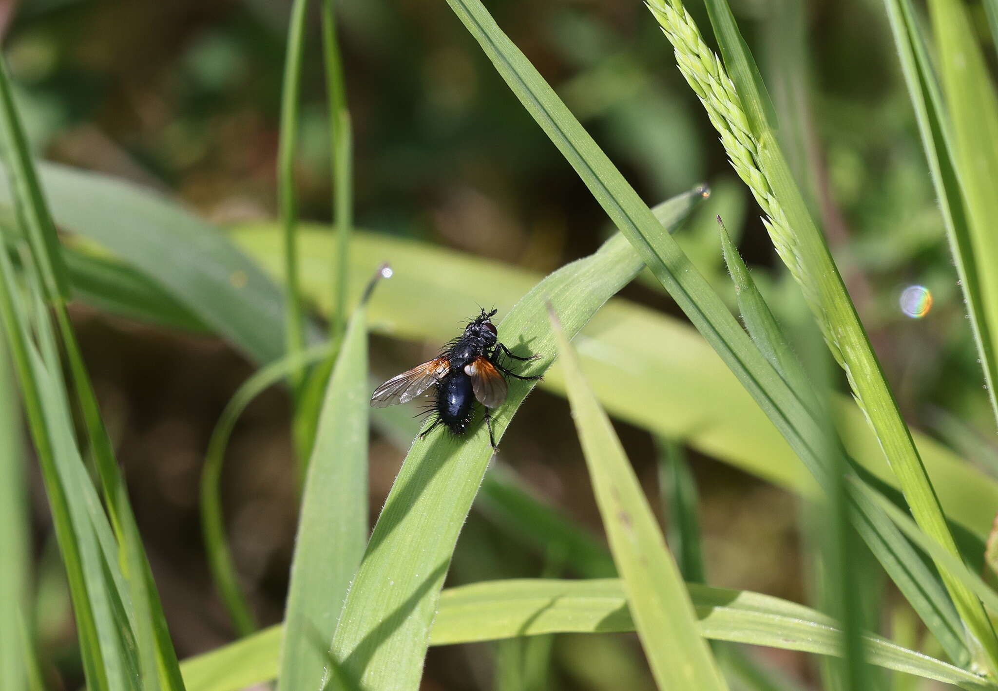 Zophomyia resmi