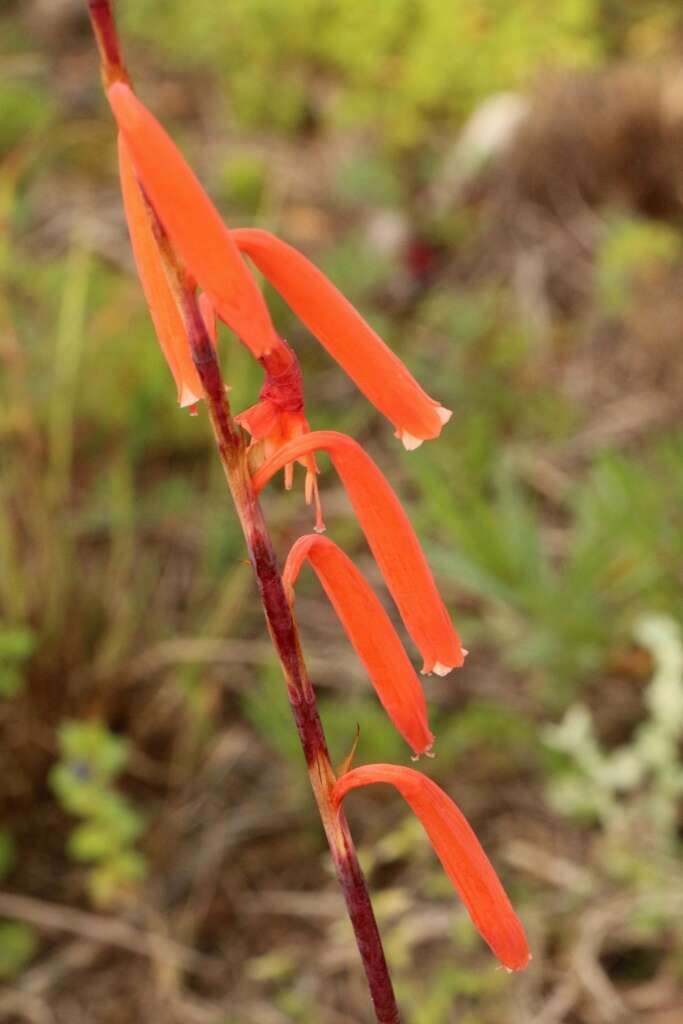 Слика од Watsonia aletroides (Burm. fil.) Ker Gawl.