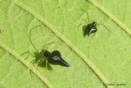 صورة Chikunia nigra (O. Pickard-Cambridge 1880)