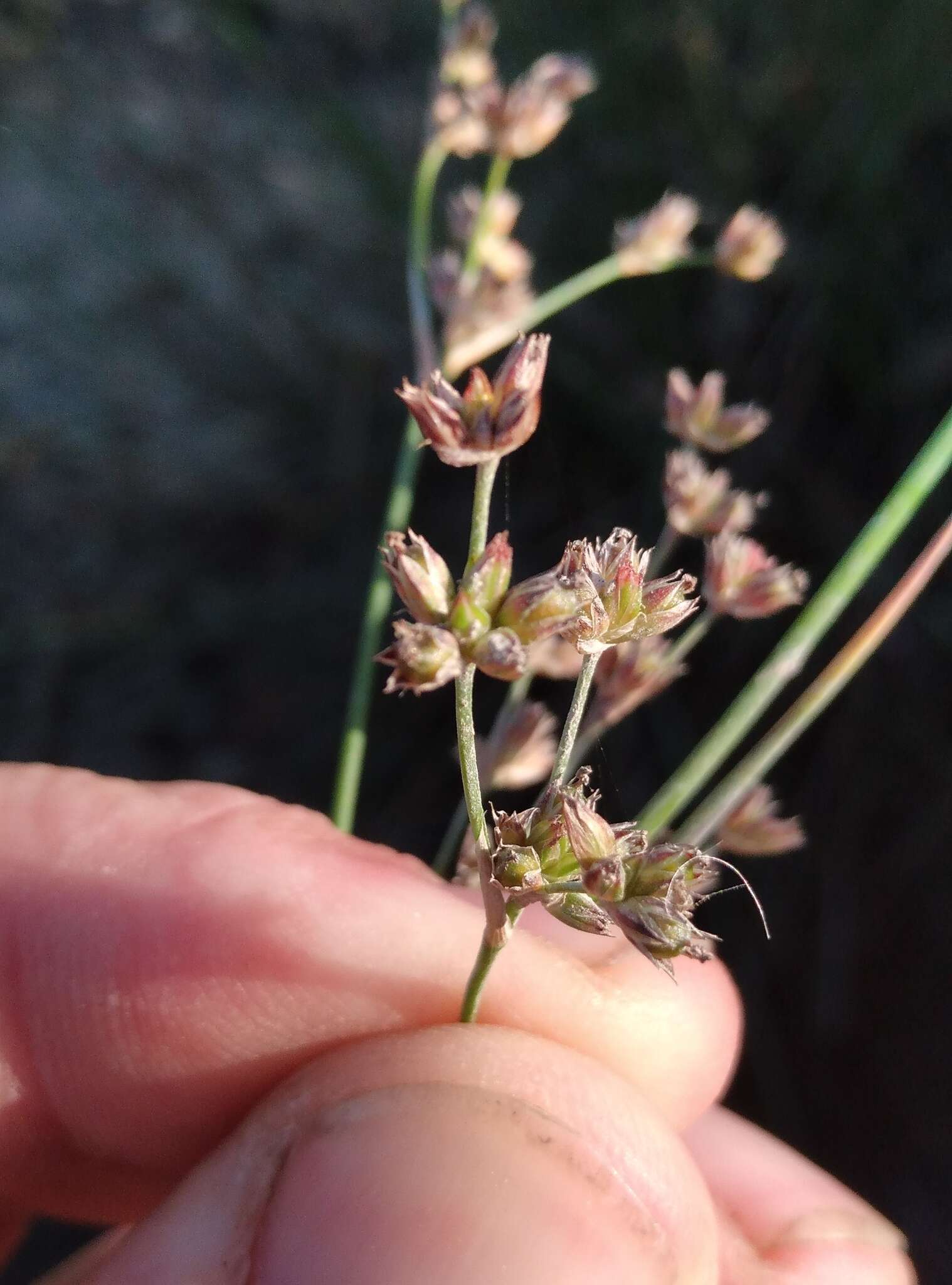 Imagem de Juncus microcephalus Kunth