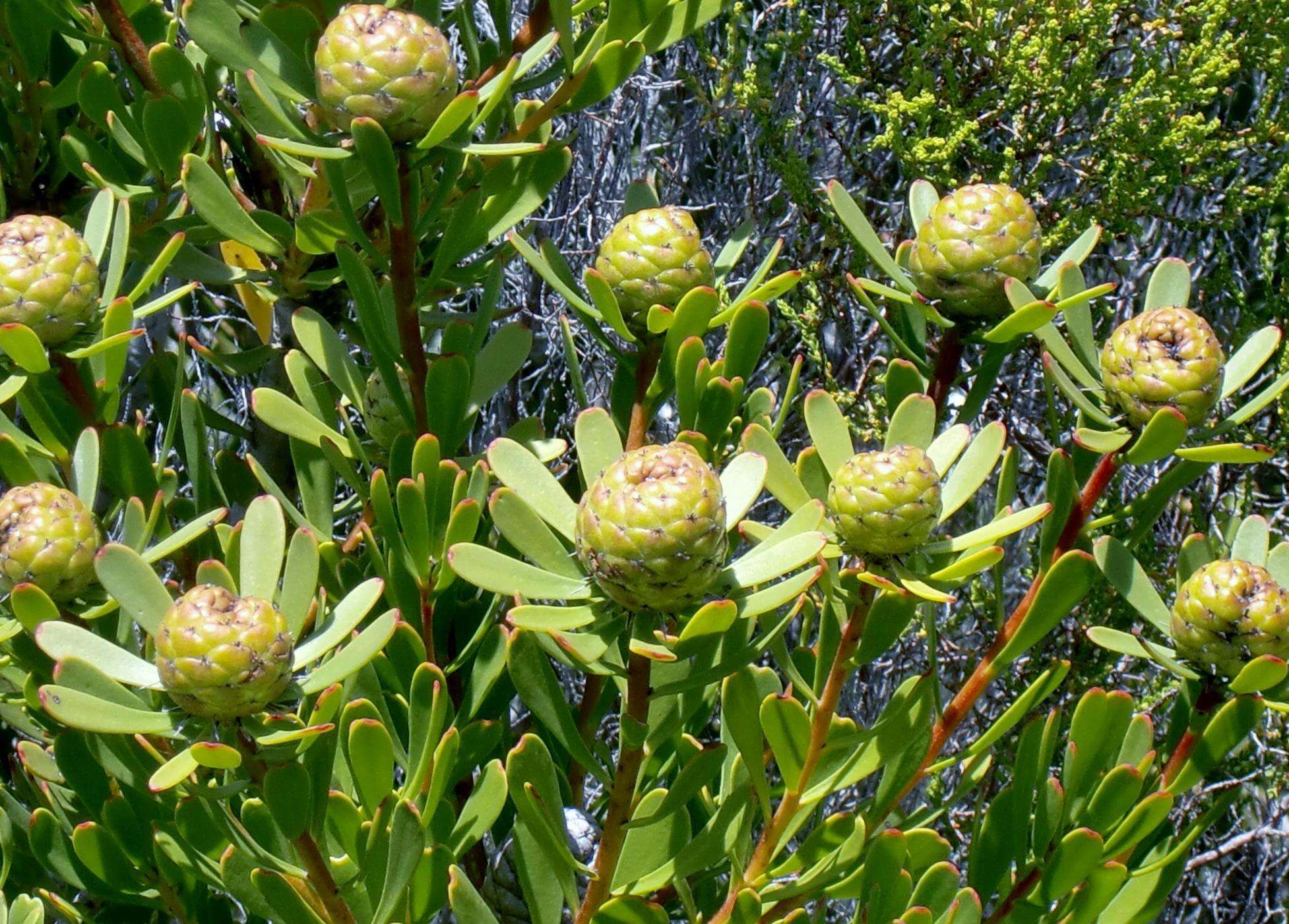 Imagem de Leucadendron muirii Phillips