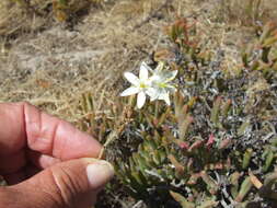 Imagem de Ornithogalum graminifolium Thunb.