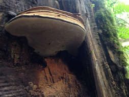 Ganoderma australe (Fr.) Pat.的圖片