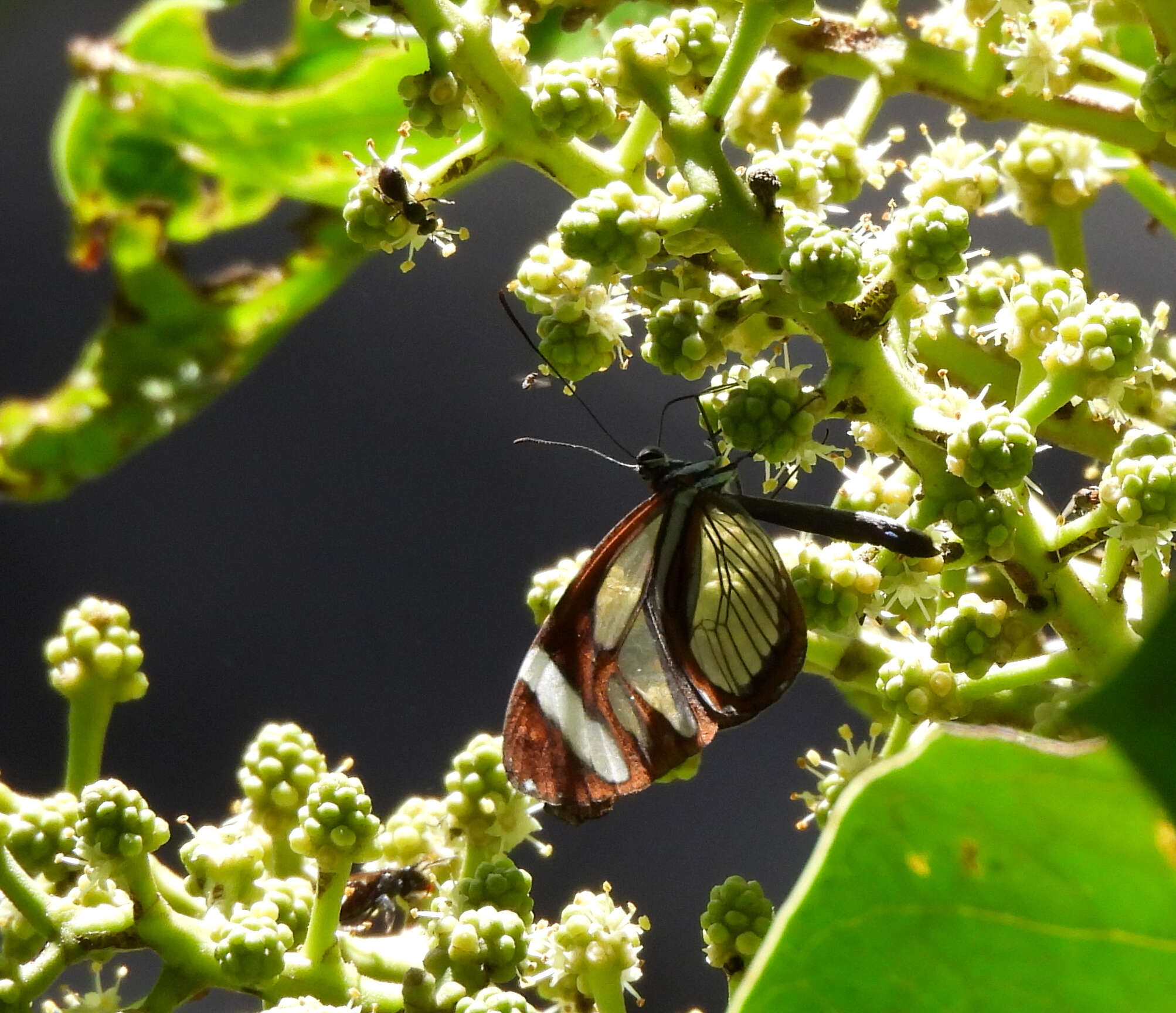 Image of Ithomia leilae Hewitson 1852