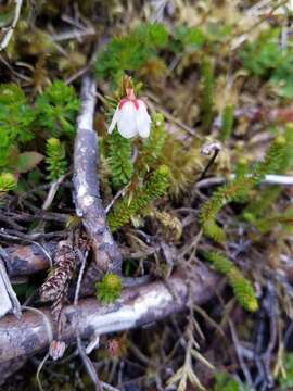 Image of Alaska Bell-Heather