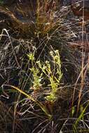 Image of Helichrysum aureum var. monocephalum (DC.) Hilliard