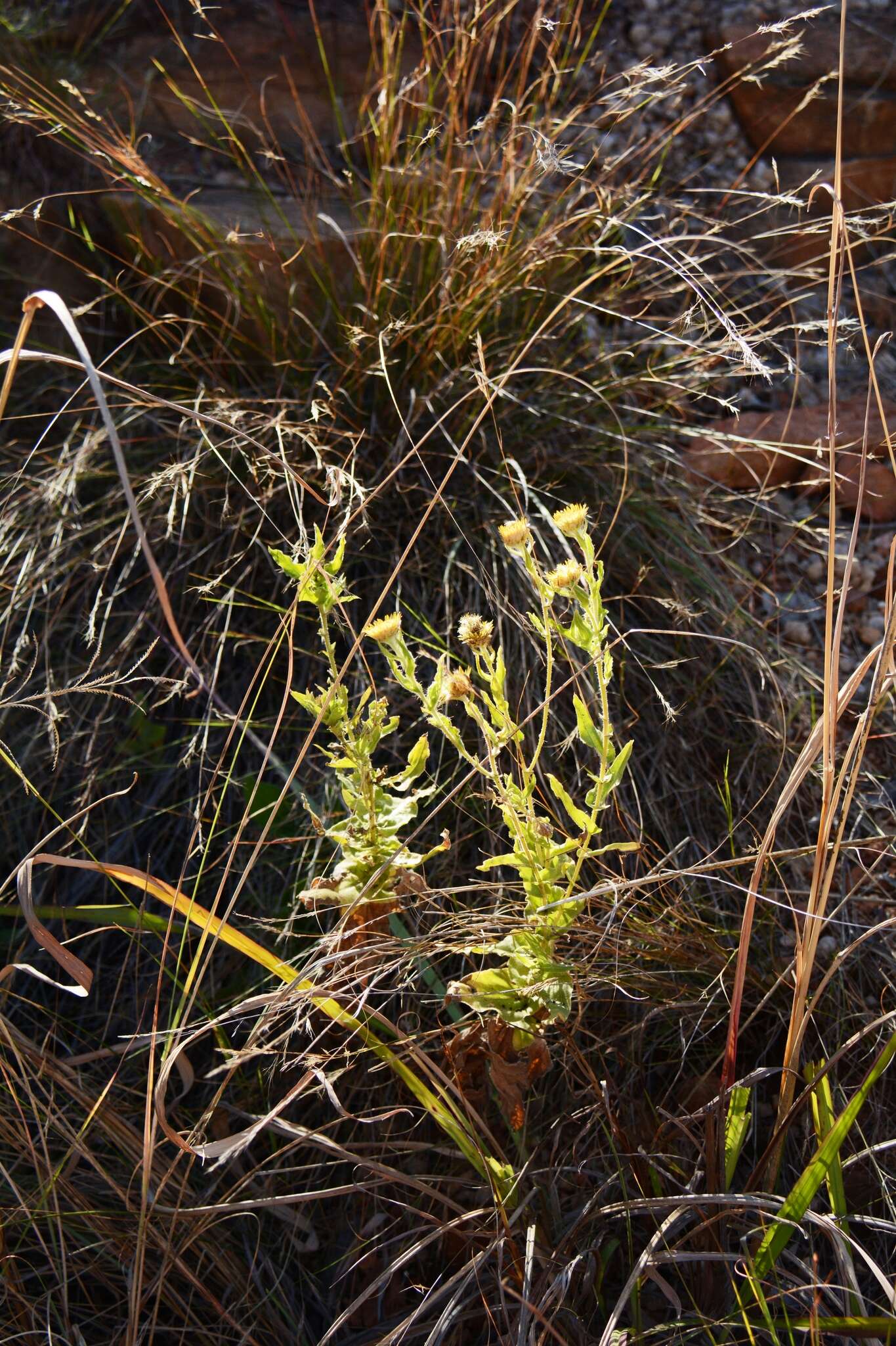 Image de Helichrysum aureum var. monocephalum (DC.) Hilliard