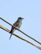 Image of Grey-bellied Cuckoo