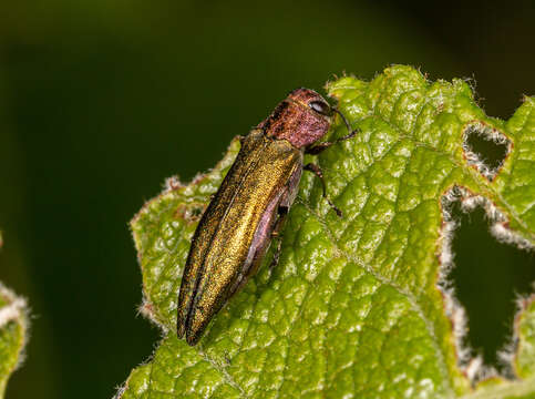 Image de Agrilus viridis (Linnaeus 1758)