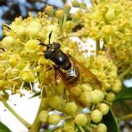 Image of Golden hoverfly