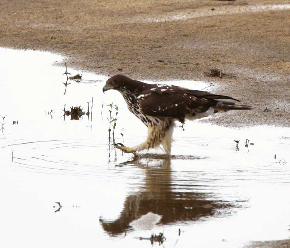 Image of Ayres's Hawk Eagle