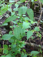 Image of blue skullcap