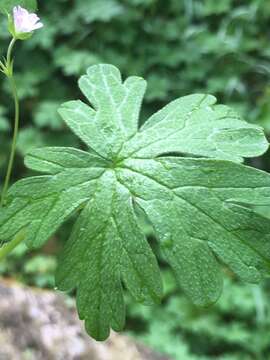 Image of Solander's geranium