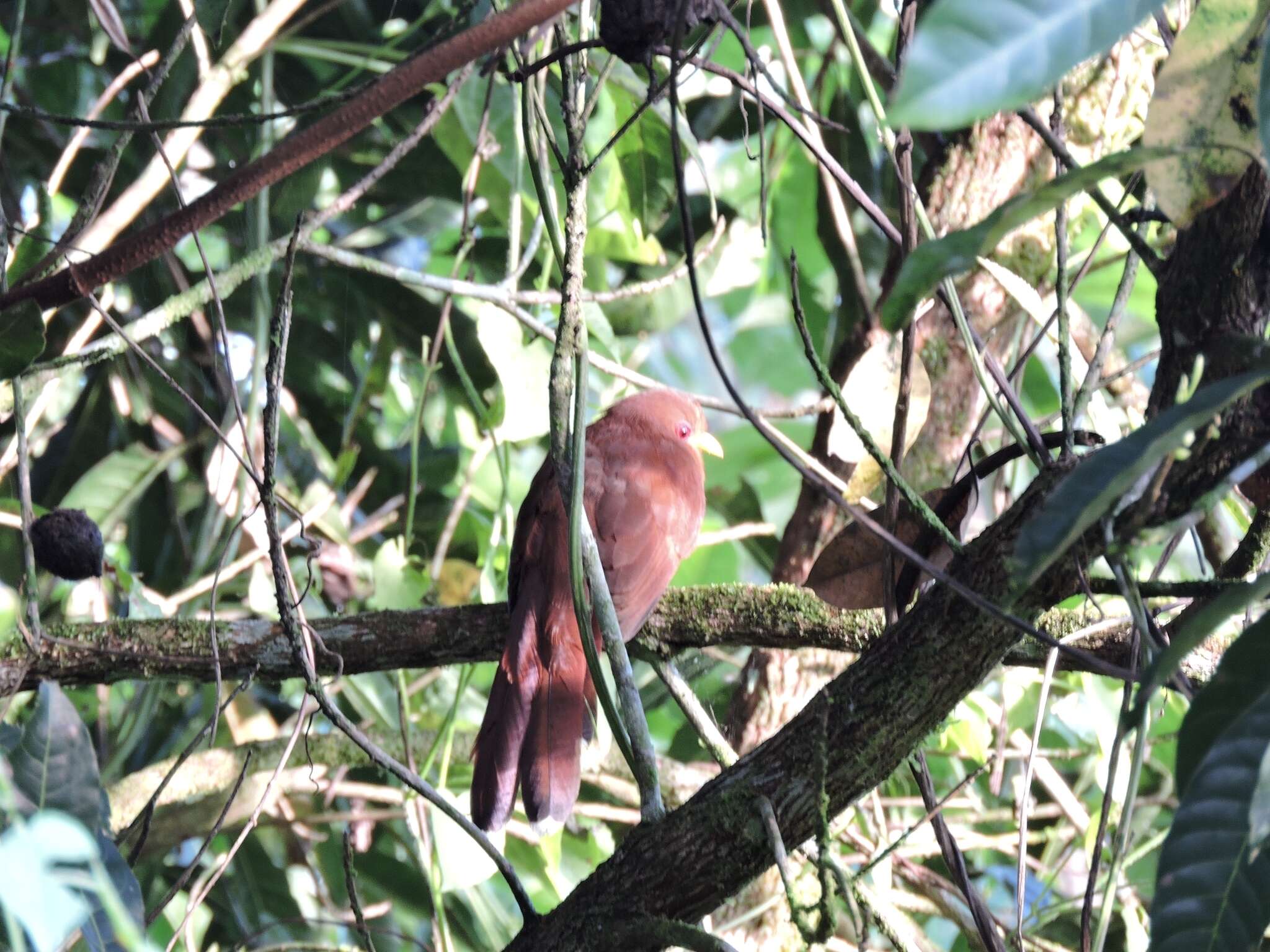 Image of Little Cuckoo