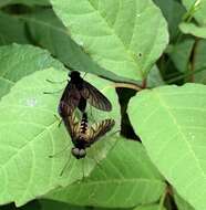 Image of Chrysopilus connexus Johnson 1912