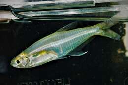 Image of Cochu's blue tetra