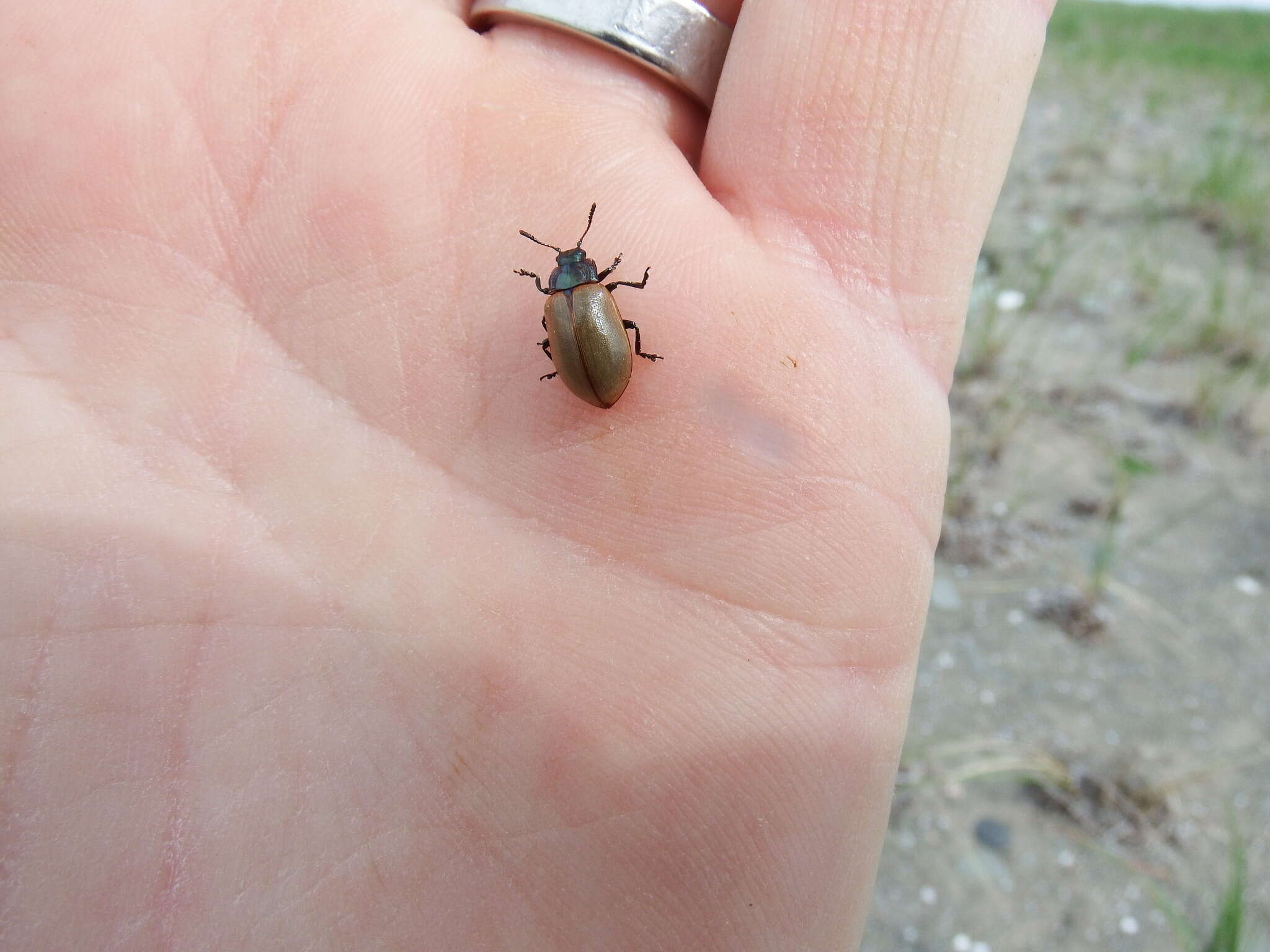 Image of Leaf beetle