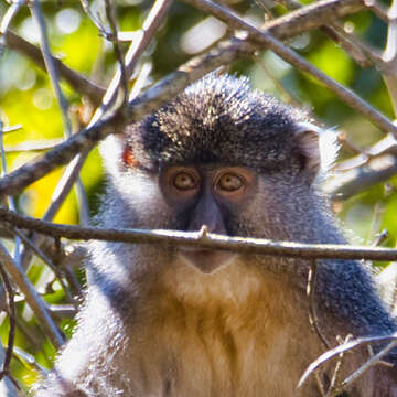 Image of Cercopithecus mitis labiatus I. Geoffroy Saint-Hilaire 1842