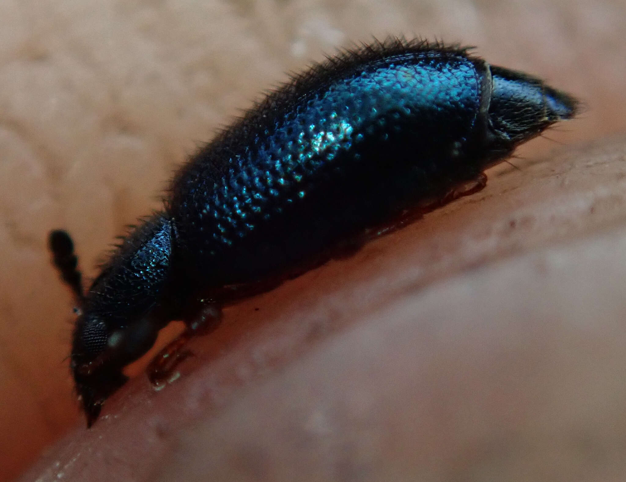 Image of Redlegged ham beetle