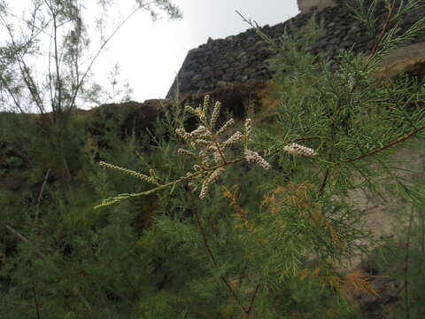 Imagem de Tamarix canariensis Willd.