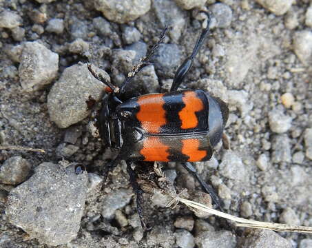 Image of Nicrophorus (Nicrophorus) investigator (Zetterstedt 1824)